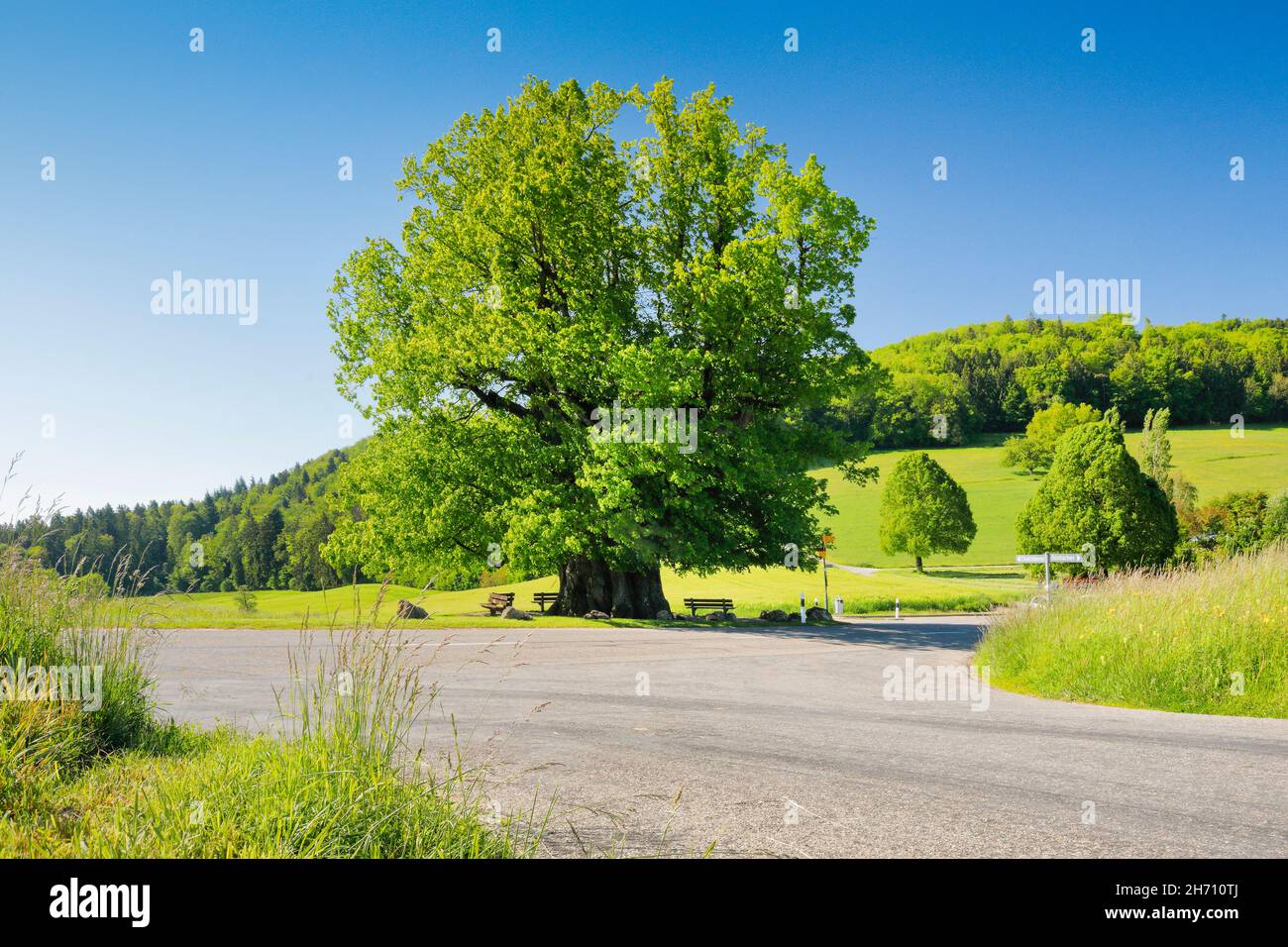 Die Linner Linden. Große, alte Linde (etwa 800 Jahre alt) steht unter blauem Himmel an der Weggabelung. Linn im Kanton Aargau, Schweiz Stockfoto