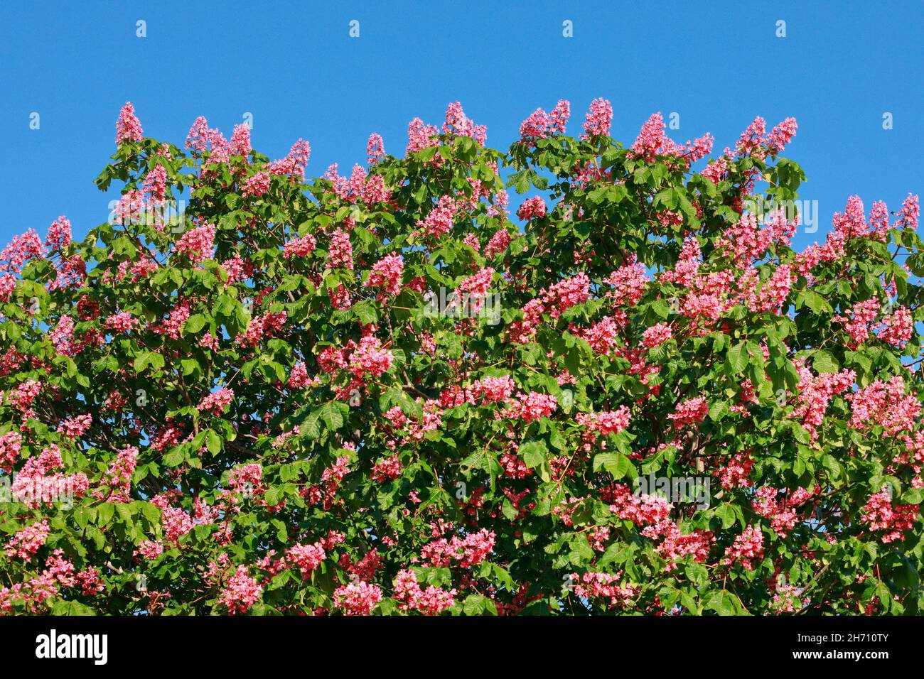 Kastanie des roten Pferdes (Aesculus x carnea), blühender Baum. Schweiz Stockfoto