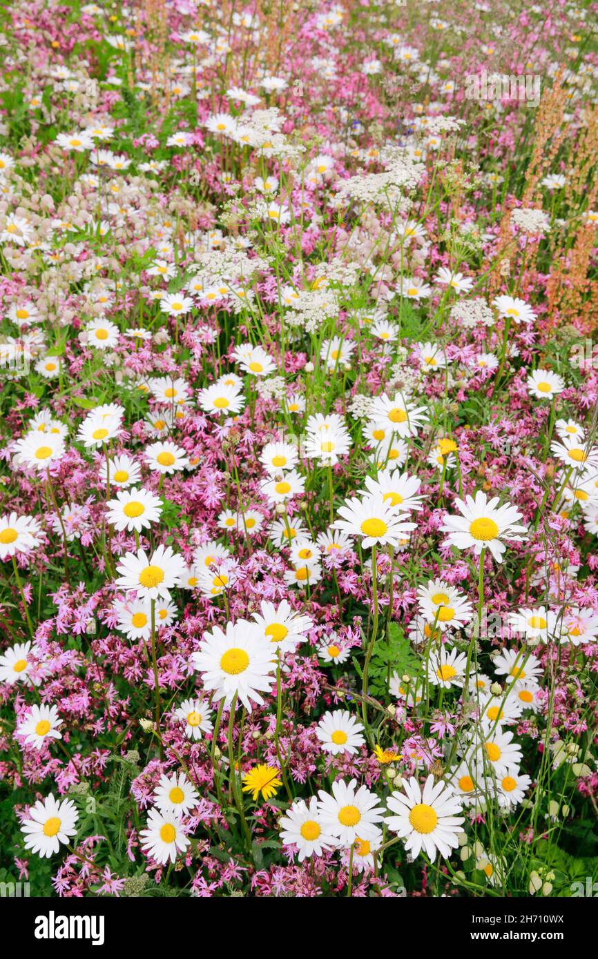 Blühende, bunte Blumenwiese in der Ostschweiz bei Gossau im Kanton St. Gallen, Schweiz Stockfoto