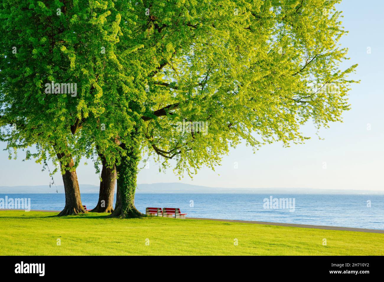 Silberner Ahorn (Acer saccharinum). Bänke unter großen Bäumen am Ufer des Bodensees bei Arbon im Thurgau, Schweiz Stockfoto