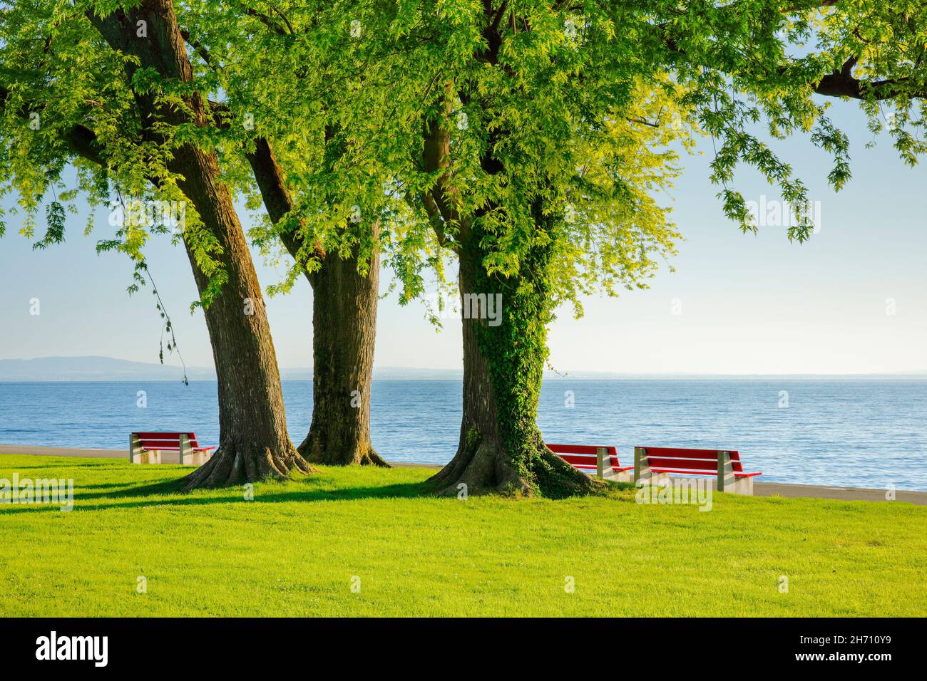 Silberner Ahorn (Acer saccharinum). Bänke unter großen Bäumen am Ufer des Bodensees bei Arbon im Thurgau, Schweiz Stockfoto