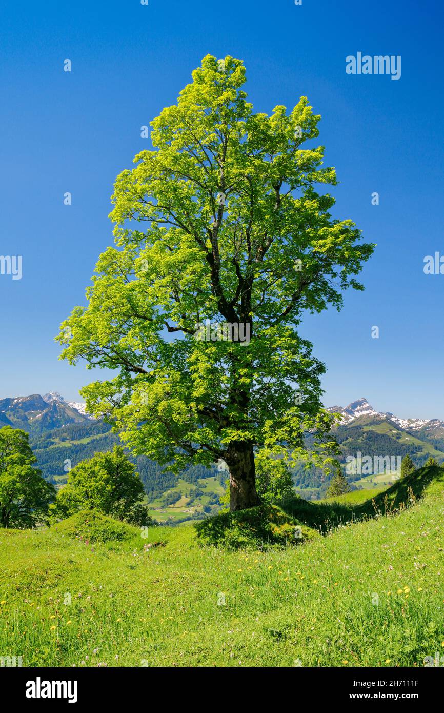Freistehender Bergahorn-Ahorn (Acer pseudoplatanus) im Frühling. Bei Ennetbuehl in Toggenburg mit Speer im Hintergrund, Kanton St. Gallen, Schweiz Stockfoto
