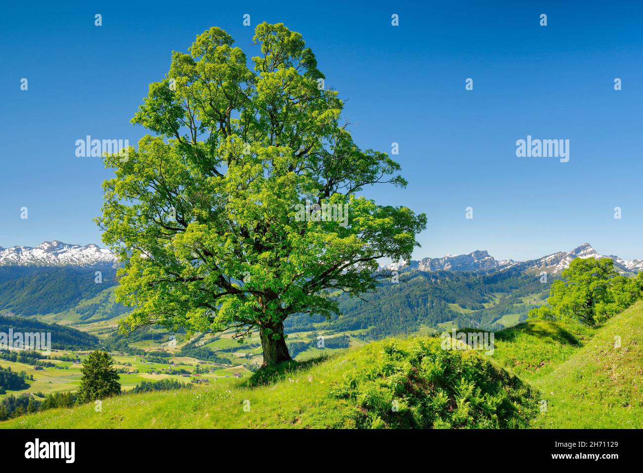 Freistehender Bergahorn-Ahorn (Acer pseudoplatanus) im Frühling. Bei Ennetbuehl in Toggenburg mit Mattstock und Speer im Hintergrund, Kanton St. Gallen, Schweiz Stockfoto
