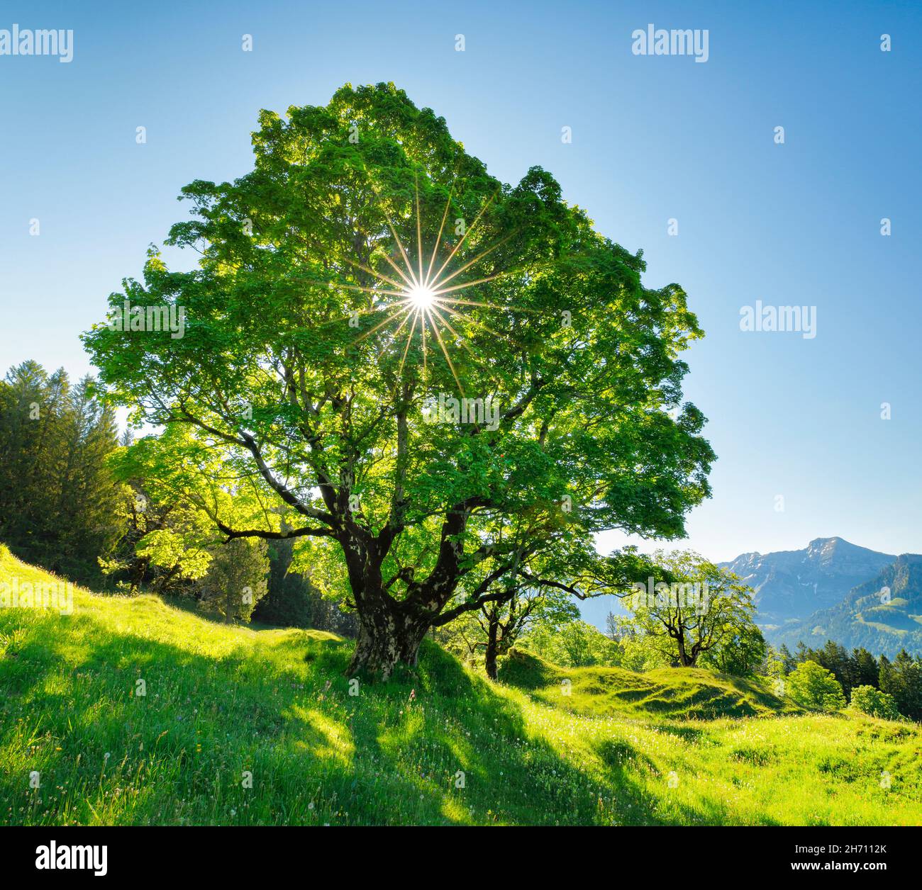 Die Sonne scheint durch einen Platanen-Ahorn und bildet einen Sonnenstern, in der Bergquelle mit dem Alpstein-Massiv im Hintergrund. Bei Ennetbuehl in Toggenburg, Kanton St. Gallen, Schweiz. Stockfoto