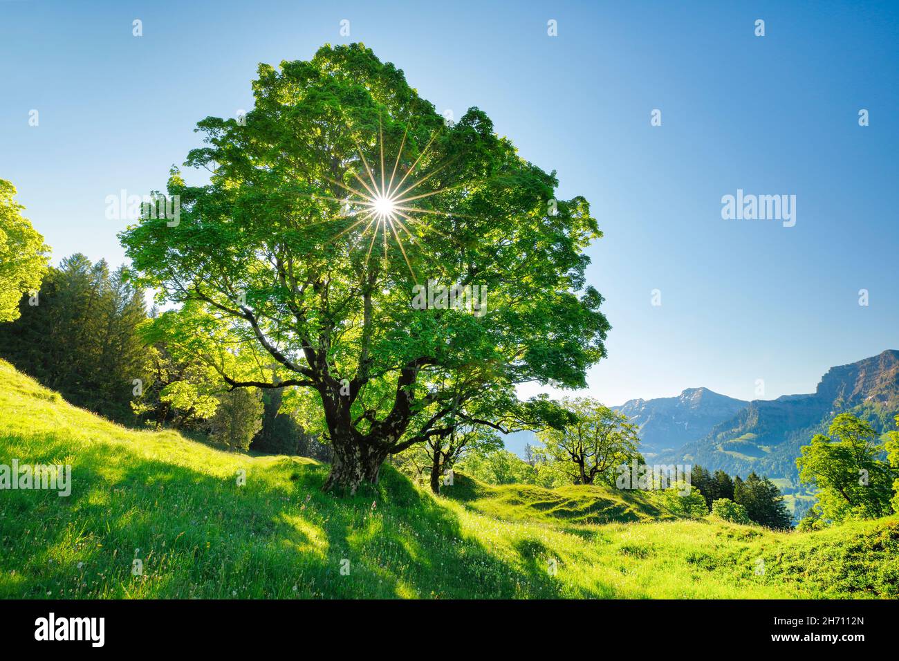 Die Sonne scheint durch einen Platanen-Ahorn und bildet einen Sonnenstern, in der Bergquelle mit dem Alpstein-Massiv im Hintergrund. Bei Ennetbuehl in Toggenburg, Kanton St. Gallen, Schweiz. Stockfoto