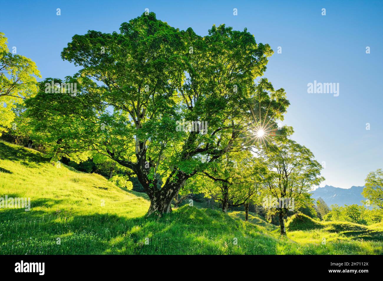 Die Sonne scheint durch einen Platanen-Ahorn und bildet einen Sonnenstern, in der Bergquelle mit dem Alpstein-Massiv im Hintergrund. Bei Ennetbuehl in Toggenburg, Kanton St. Gallen, Schweiz. Stockfoto