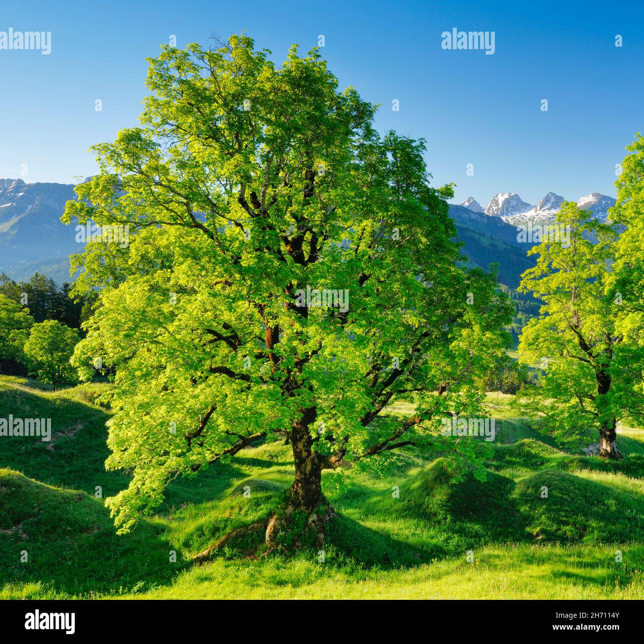 Ahorn (Acer pseudoplatanus). Grove im Frühling mit schneebedeckten Churfirsten im Hintergrund, bei Ennetbuehl in Toggenburg, Kanton St. Gallen, Schweiz Stockfoto