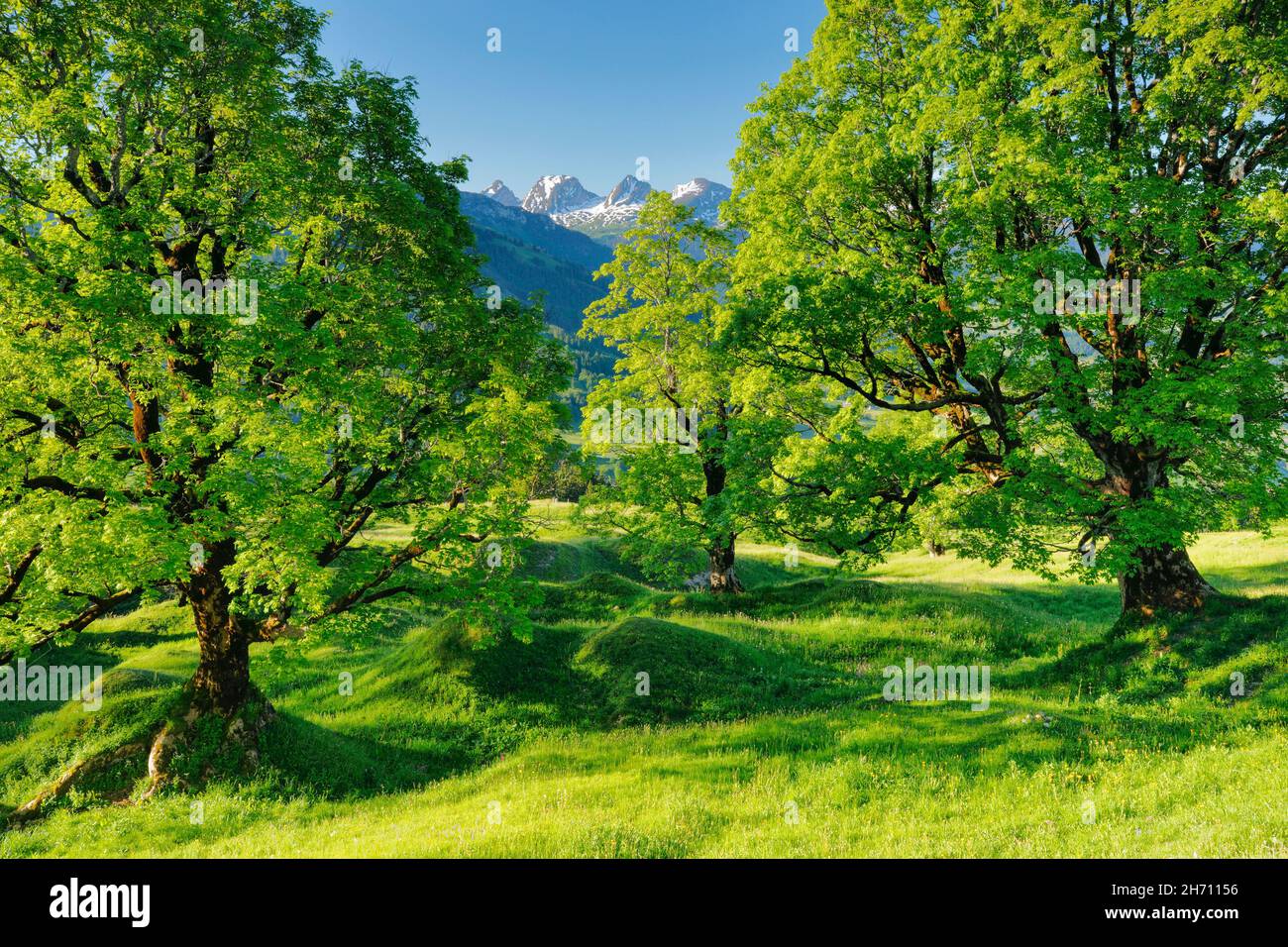 Ahorn (Acer pseudoplatanus). Grove im Frühling mit schneebedeckten Churfirsten im Hintergrund, bei Ennetbuehl in Toggenburg, Kanton St. Gallen, Schweiz Stockfoto