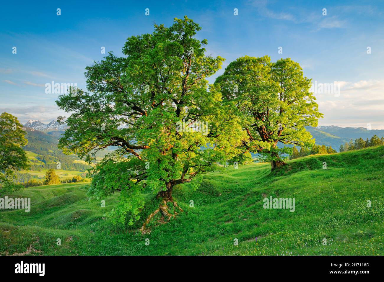 Ahorn (Acer pseudoplatanus) im Frühling. Bei Ennetbuehl in Toggenburg, Kanton St. Gallen, Schweiz Stockfoto