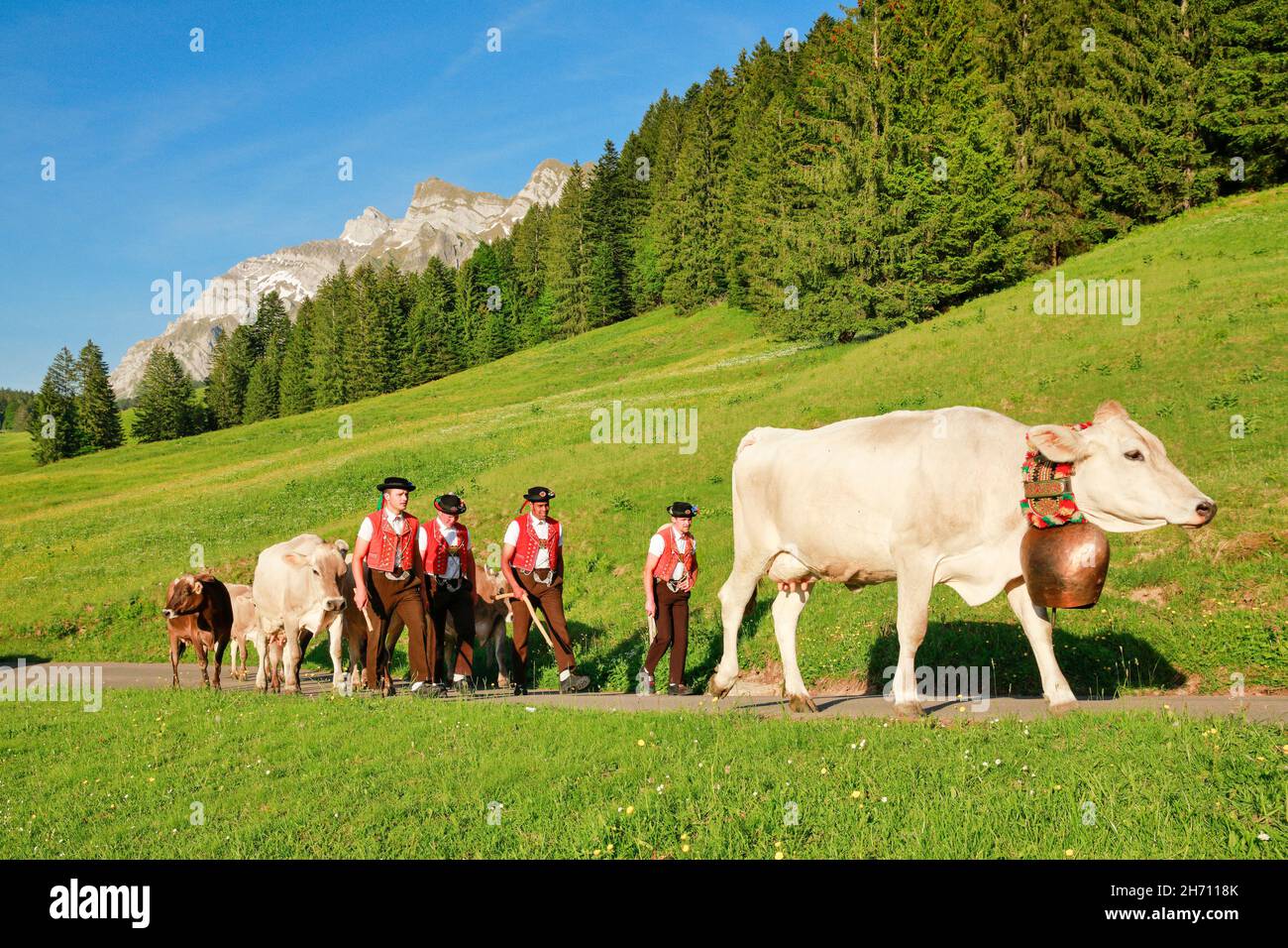 Im Frühling werden Rinder auf die Almwiesen bei Lutertannen vor dem Alpsteinmassiv mit Saentis gebracht. Kanton St. Gallen und Appenzell, Schweiz Stockfoto