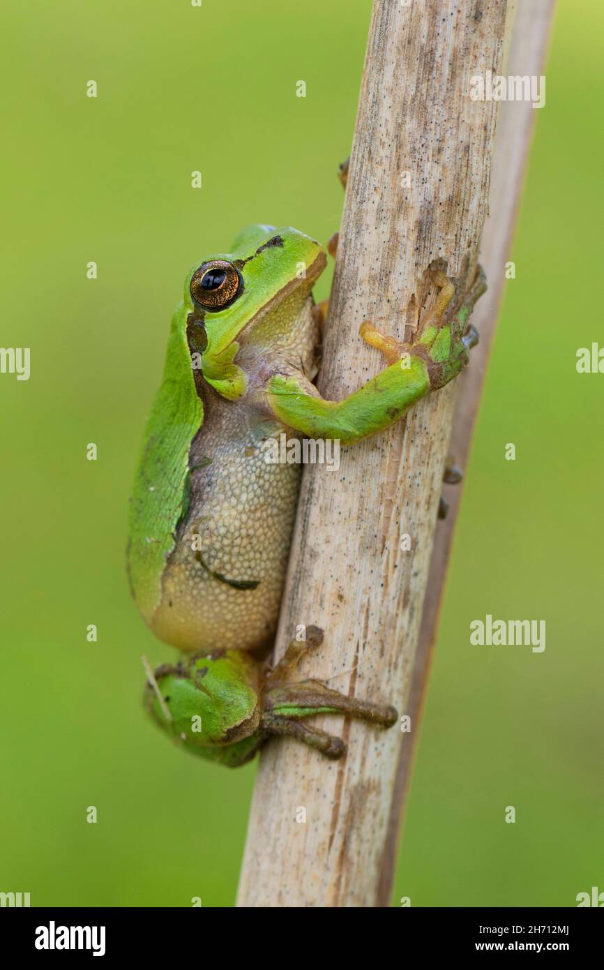 Europäischer Baumfrosch (Hyla arborea) auf einem Stiel. Deutschland. Stockfoto