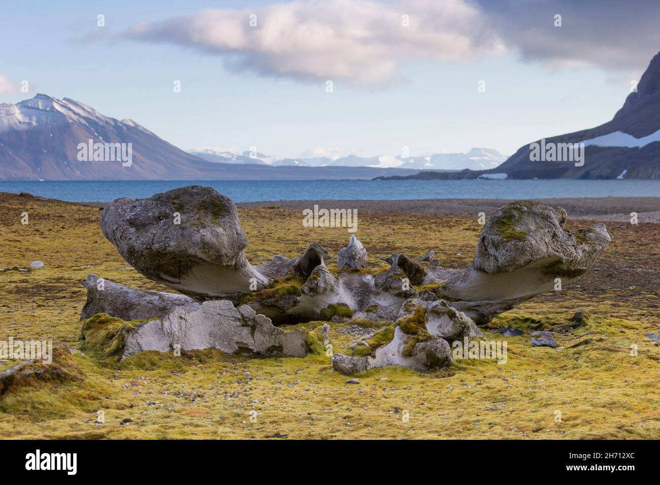 Bogenkopfwal (Balaena mysticetus). Walknochen in einer arktischen Landschaft. Hornsund, Svalbard, Norwegen Stockfoto