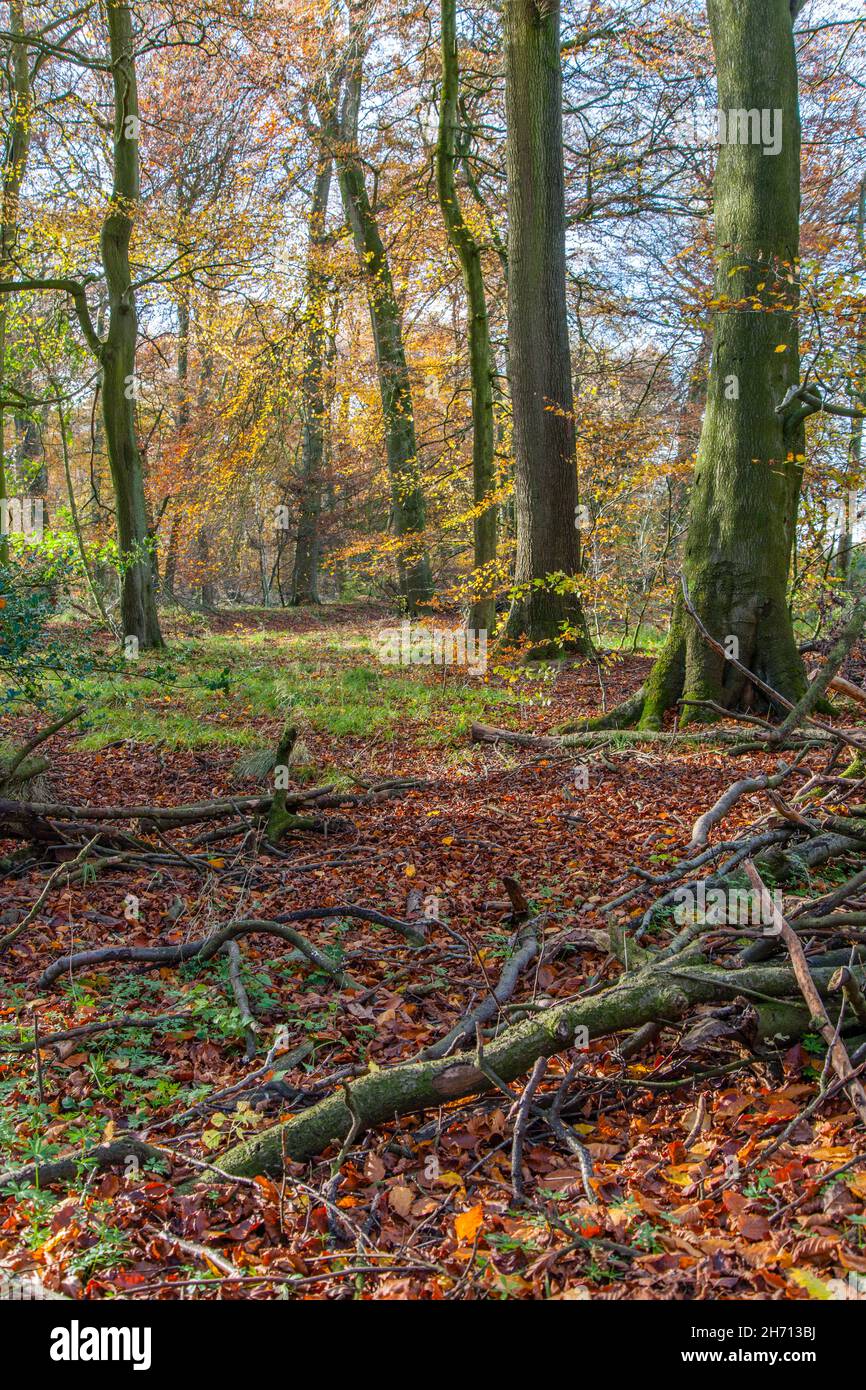 Aston Rowant Nature Reserve - North/West Chiltern Hills. Grenze zwischen Oxfordshire und Buckinghamshire, England. Stockfoto
