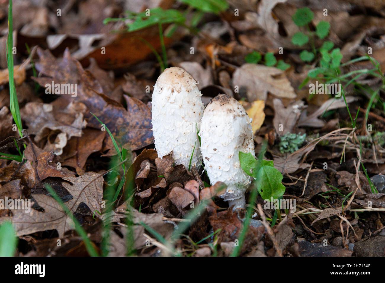 Shaggy Tinte GAP (Coprinus Comatus) Stockfoto