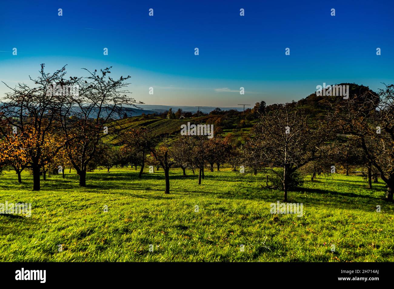 Blick auf einen Obstgarten im Herbst mit blauem Himmel Stockfoto