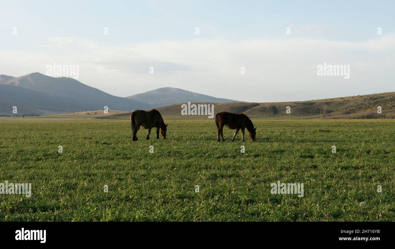 Wildpferde in Rilić (Kupres, Bosnien und Herzegowina) Stockfoto