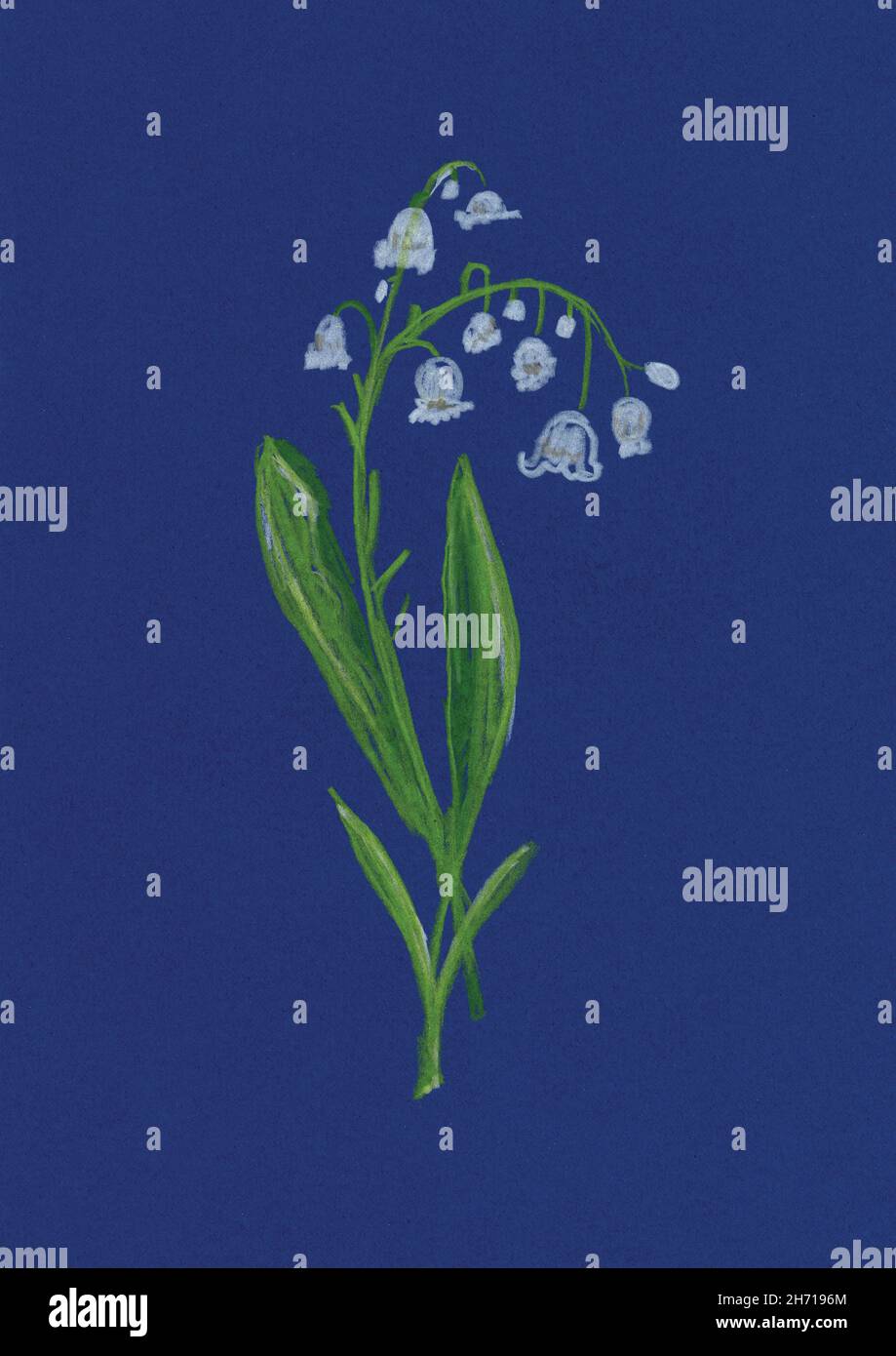 Bleistiftzeichnung der Maiglöckchen als Geburtsblume von Mai auf blauem Hintergrund Stockfoto