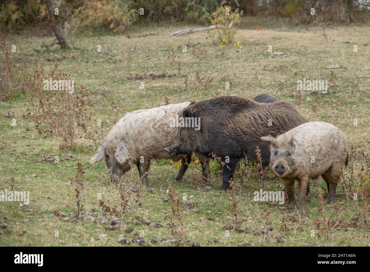Wildschwein (Sus scrofa) führt auf einer Herbstwiese die Herde von Feral-Schweinen (Schwein-Schwein-Hybrid) an Stockfoto