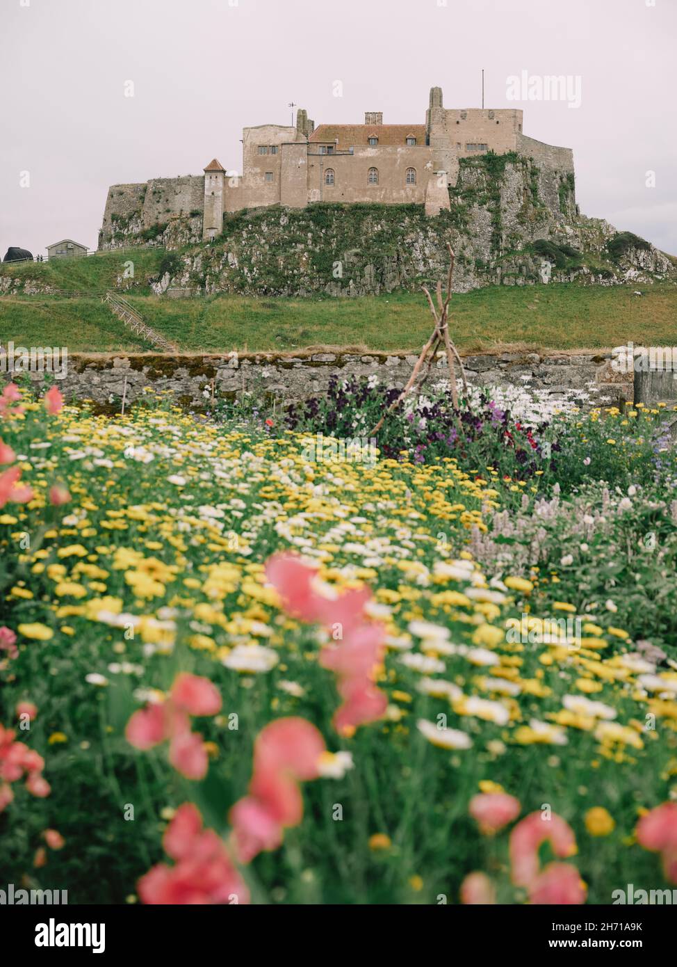 Gertrude Jekyll Walled National Trust Garten in Holy Island Lindisfarne England Großbritannien - Hüttenblumen geschützte Gärten Stockfoto