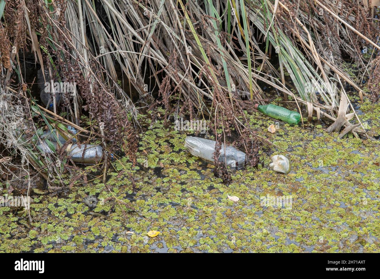 Plastikflaschen schwimmen auf dem schwimmenden Wassermoos (Salvinia natans) im Küstengebiet im Donaudelta. Verschmutzung durch Plastik. Stockfoto