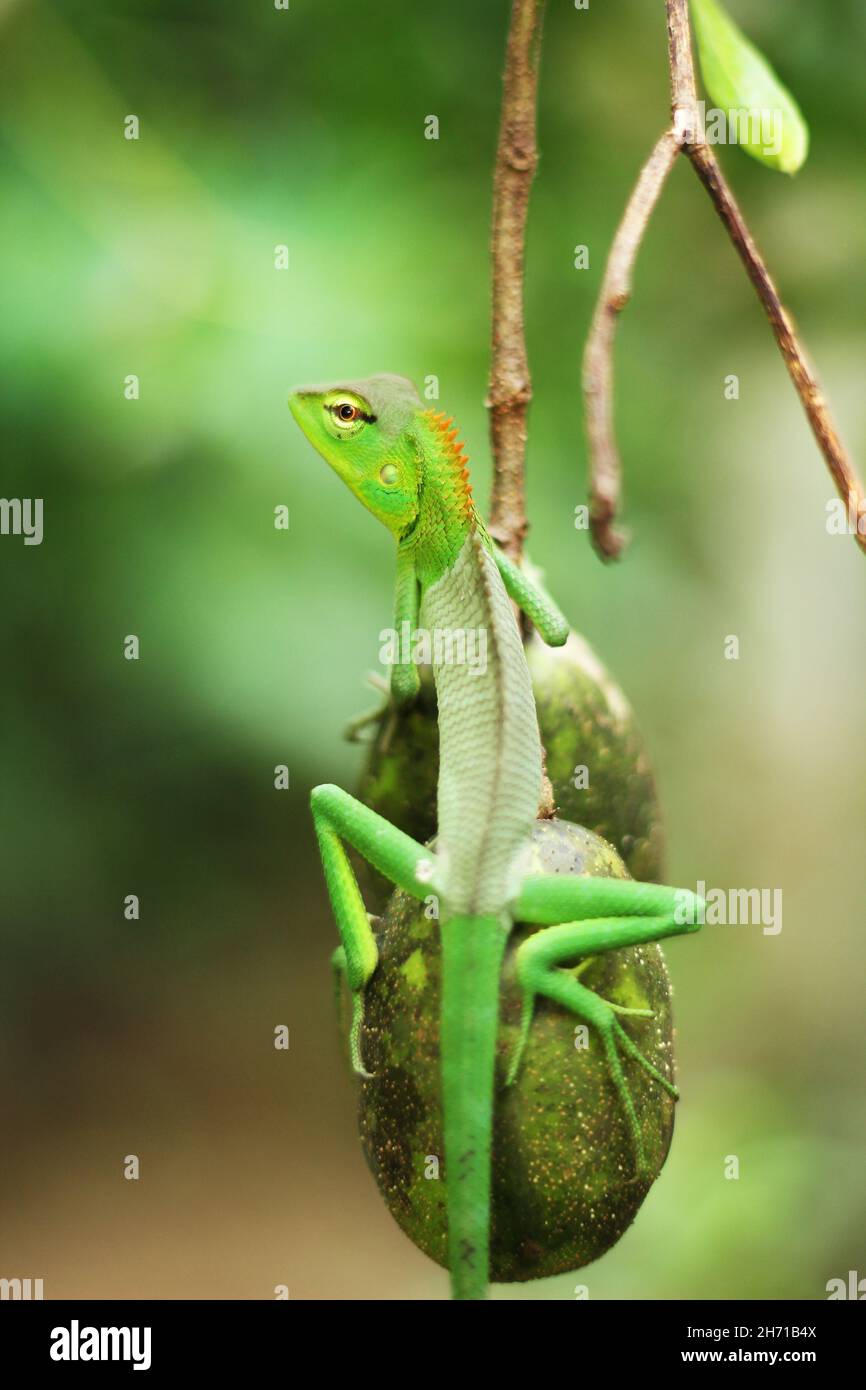 Calotes Calotes. Gemeine grüne Waldechse in Sri Lanka Stockfoto