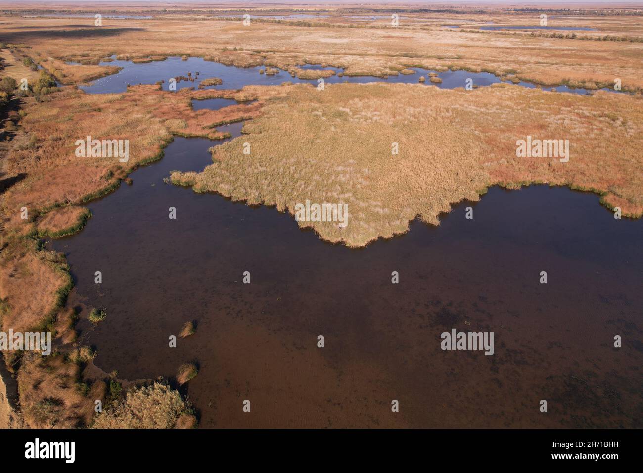 Luftaufnahme, sich vorwärts über den Zweigen Fluss ist ein (Donau Fluss) fließt zwischen den endlosen Gestrüpp aus Schilf. Stockfoto