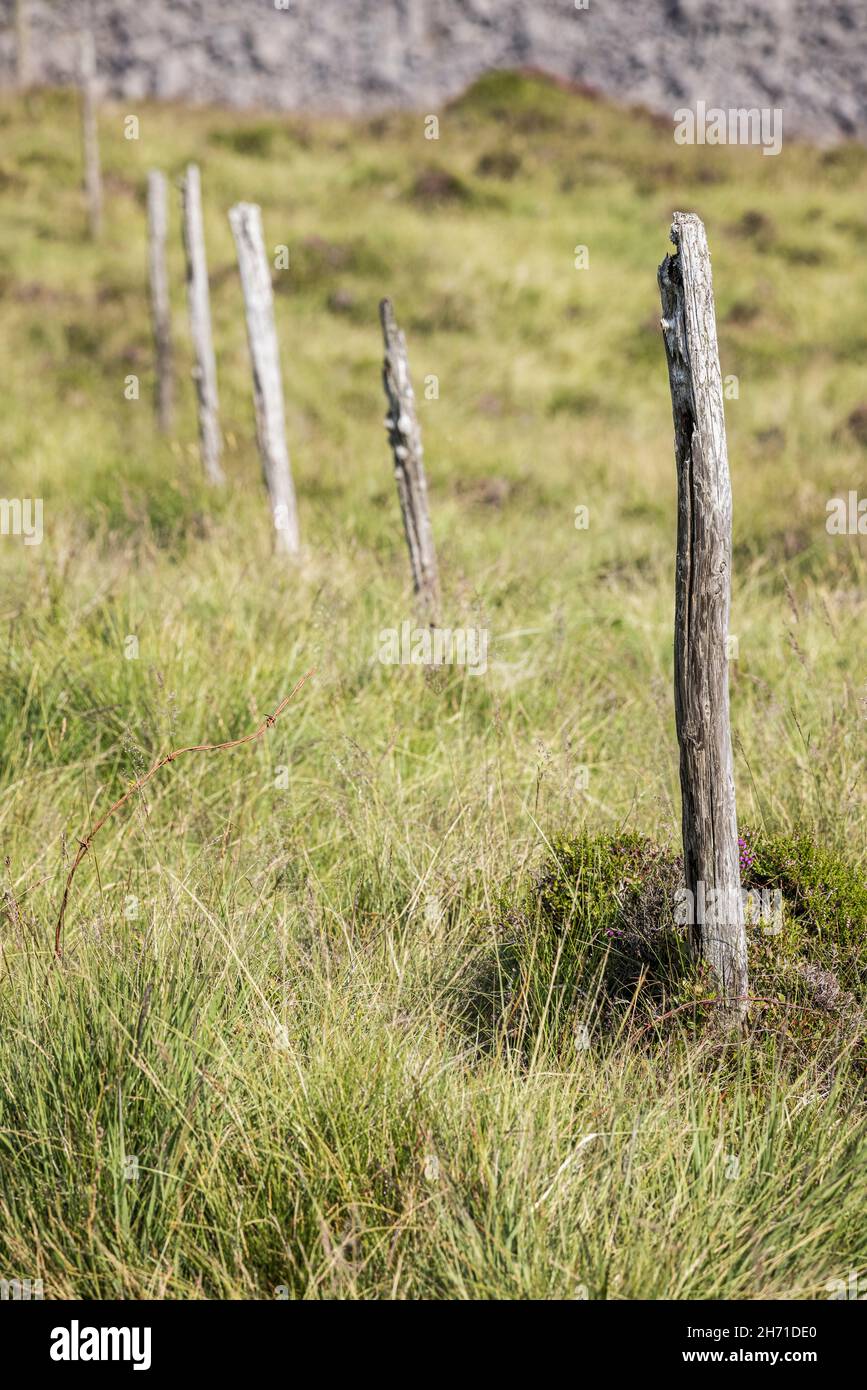 Alte hölzerne Zaunpfosten in einem sumpfigen Gebiet am Spinc, Glendalough, County Wicklow, Irland Stockfoto