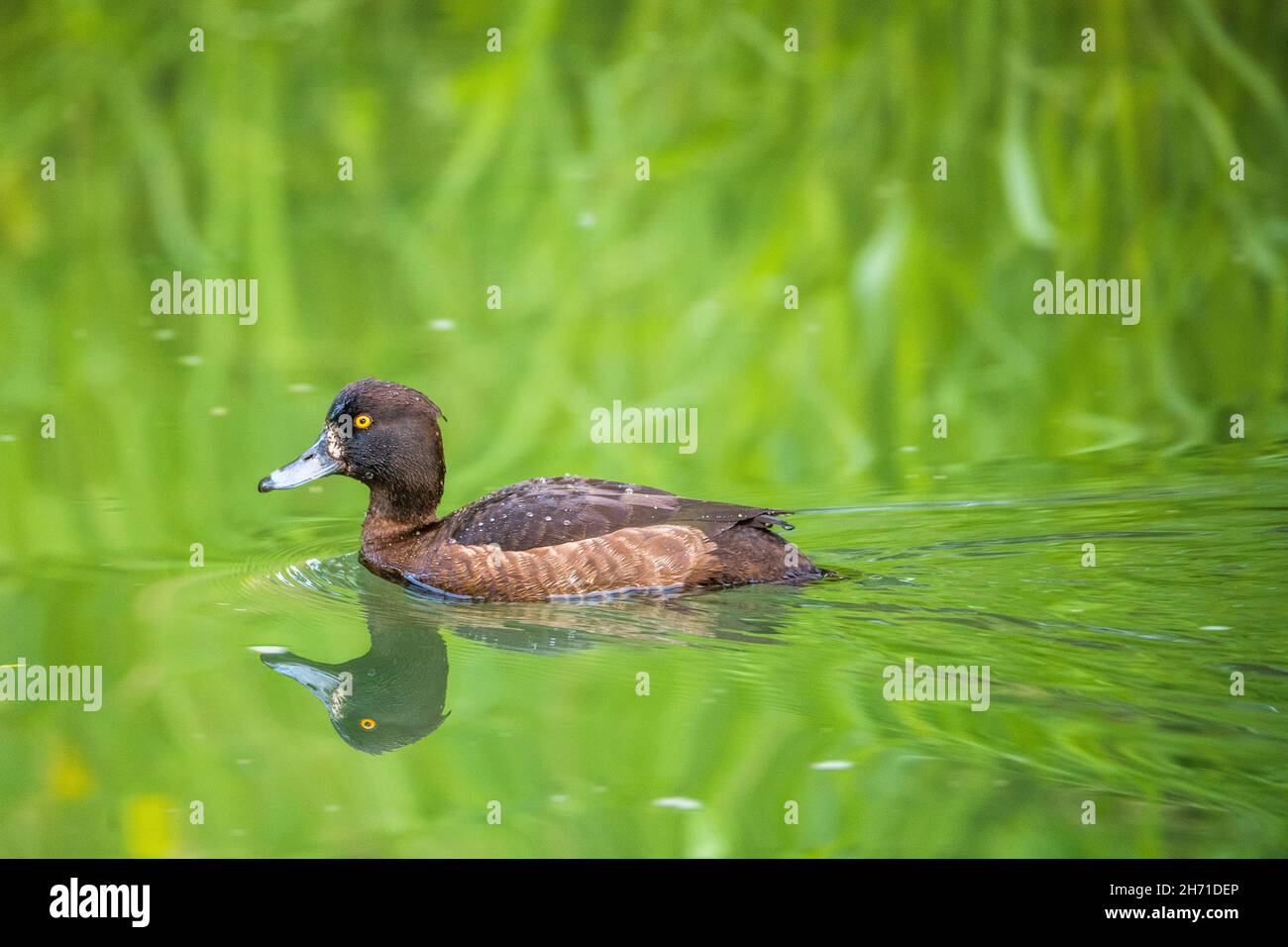 Getuftete Ente oder getuftete Pochard (Aythya fuligula), weiblich. Stockfoto