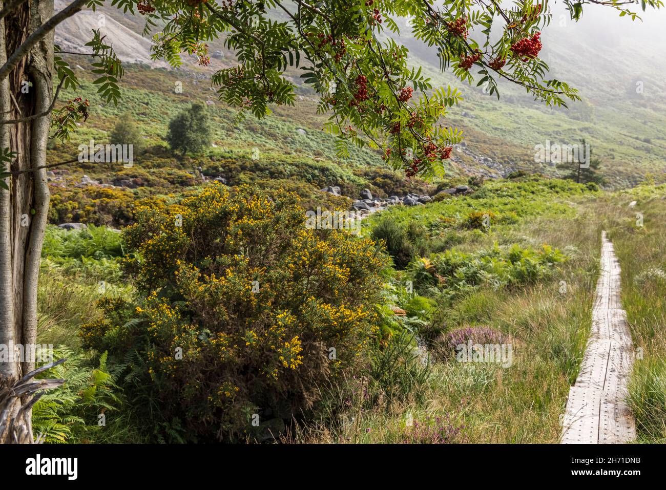 Bergasche oder Rowan-Baum mit Redbeeren bei St. Kevins Way, Glendasan, County Wicklow, Irland, Stockfoto