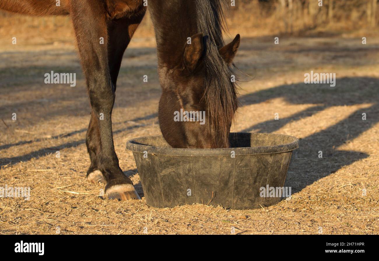 Dark Bay Pferd, das am Abend Futter aus einer schwarzen Gummipfanne im Freien isst Stockfoto