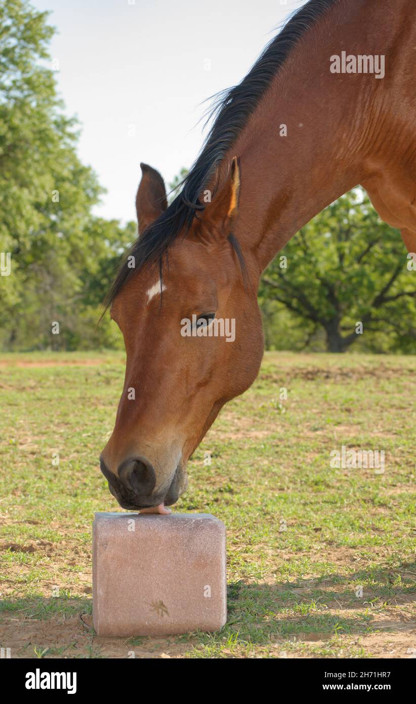 Bay Horse leckt einen Spuren-Mineralblock, um ihn mit Salz und anderen Nährstoffen aufzufüllen; in einer grünen Sommerweide Stockfoto