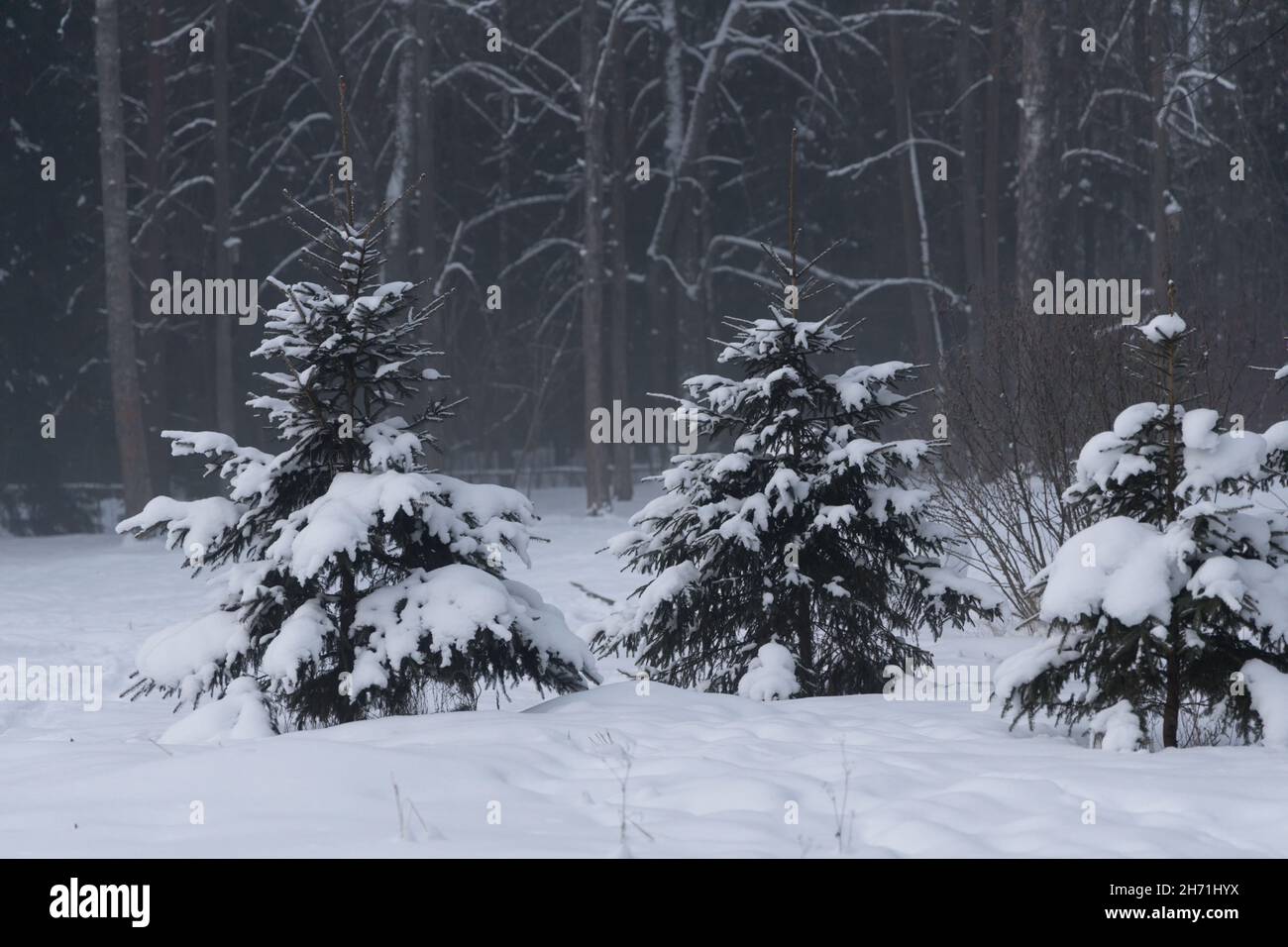 Drei Tannen in einer tiefen Schneedecke auf dem Hintergrund eines Nadelwaldes im Morgennebel Stockfoto