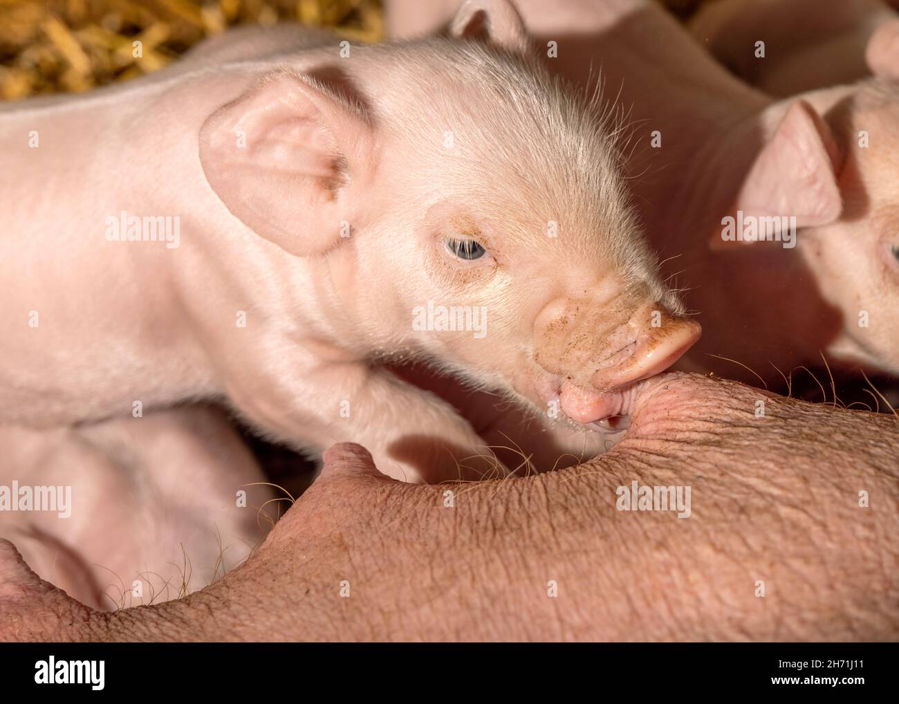 Winziges Ferkel, das vom Zitzenfleisch des Mutterschweins trinkt, Mund und Schnauze, süß behaart und rosa Stockfoto