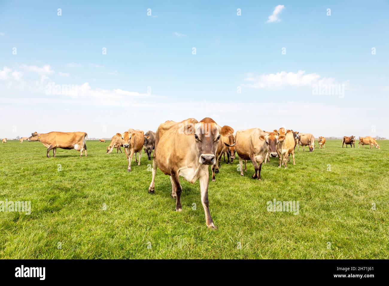 Gruppe von Jersey Kühe grasen auf der Weide, friedlich und sonnig in Niederländisch-friesischen Landschaft von flachen Land mit einem blauen Himmel und einem geraden Horizont, breit Stockfoto