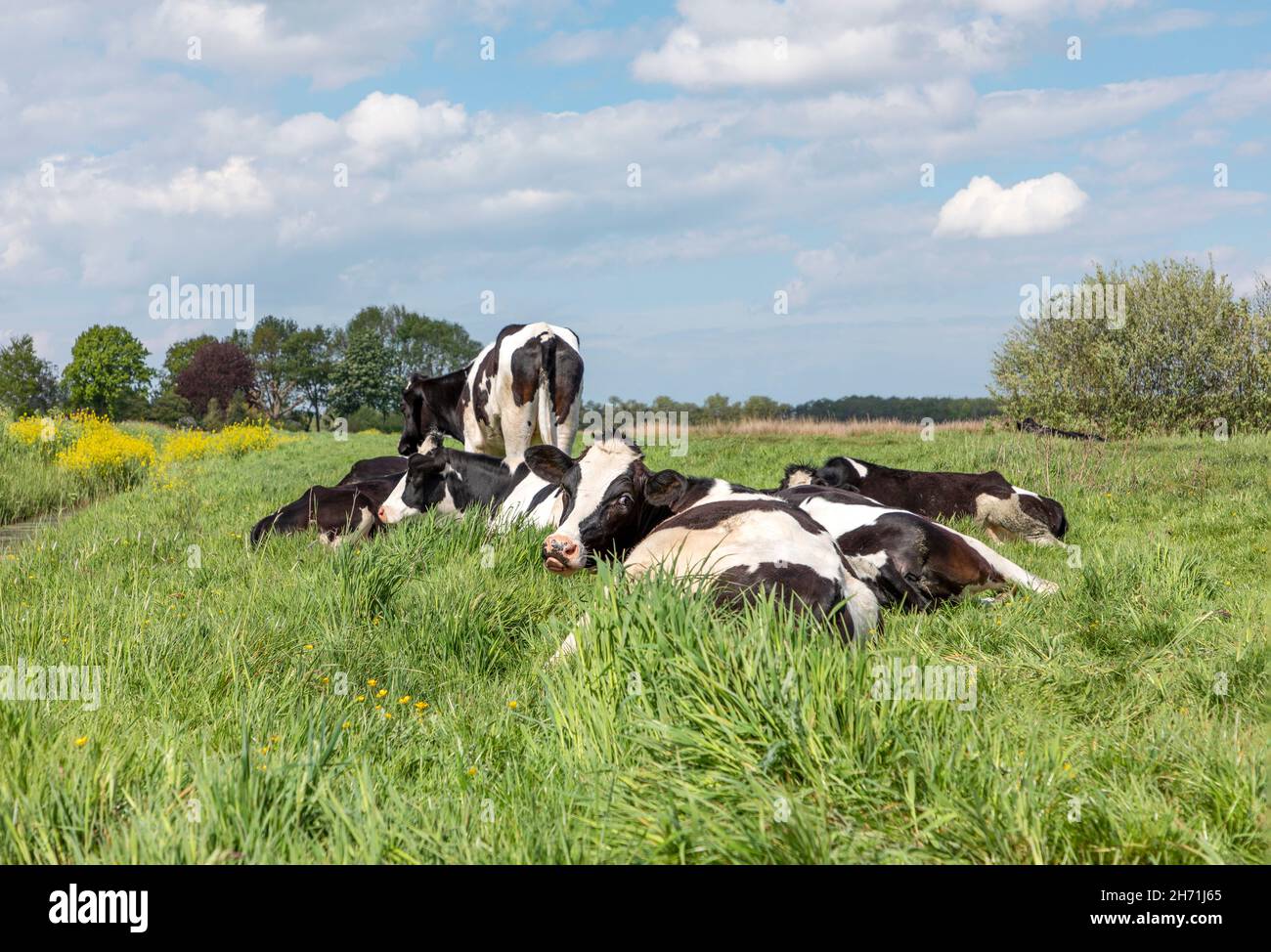 Gruppenkühe am Sommerabend gemütlich zusammen als Herde auf der Wiese liegend, friedlich und glücklich, eine Kuh schaut nach oben und dreht den Kopf rückwärts Stockfoto