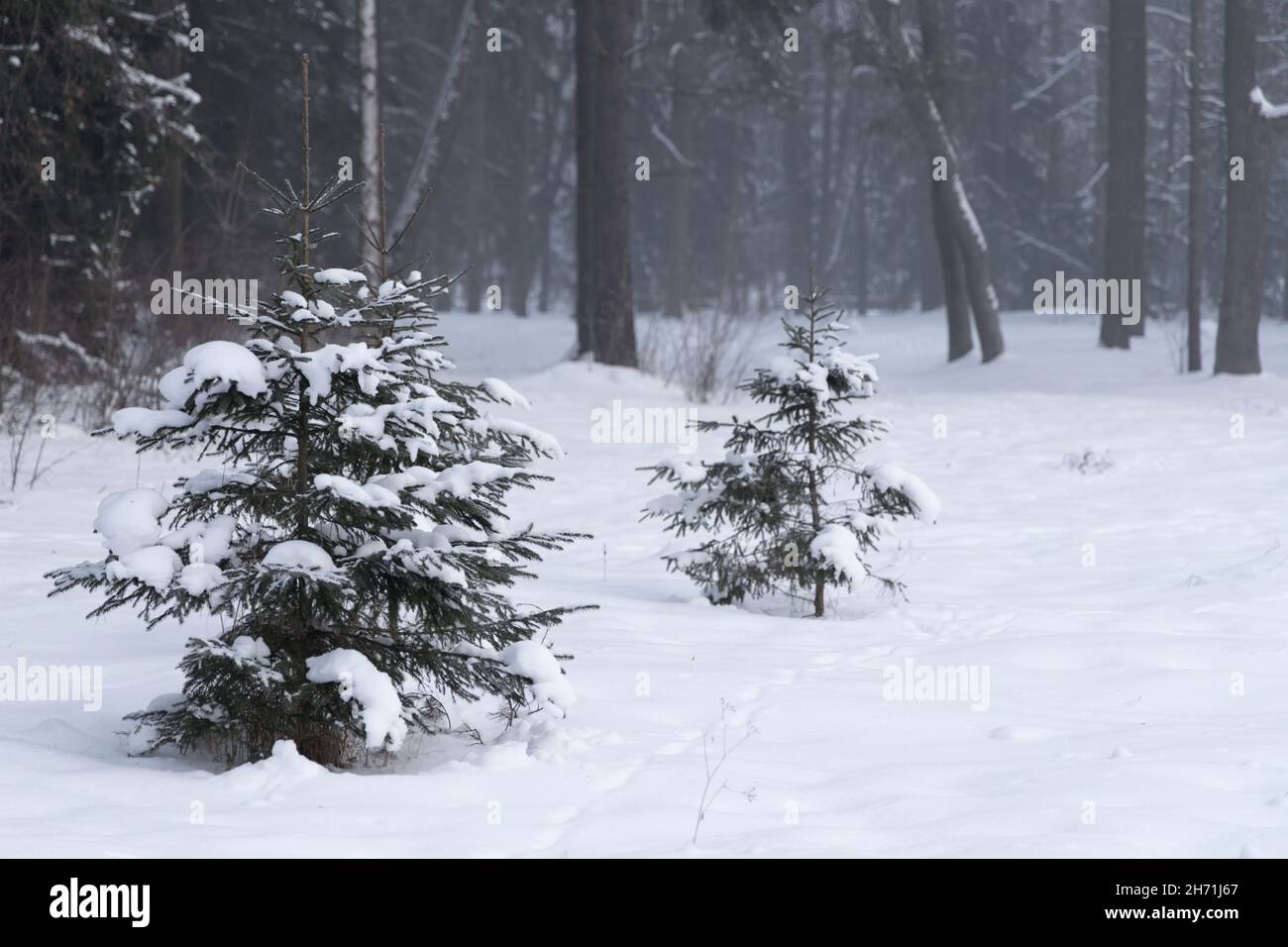 Drei Tannen in einer tiefen Schneedecke in der Morgennebel Nahaufnahme Stockfoto