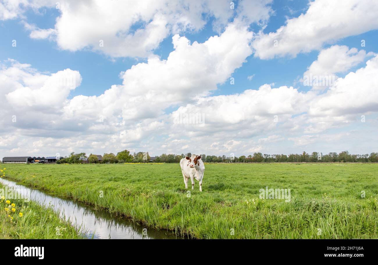 Kuh am Ufer eines Grabens, typische Landschaft Hollands, flaches grünes Land und Wasser, am Horizont ein blauer Himmel mit weißen Wolken. Stockfoto