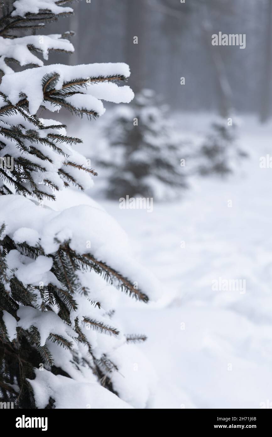 Mit Schnee bedeckte Fichtenzweige und der rechte Teil des Fotos mit einer verwackelten vertikalen Ausrichtung im Hintergrund Stockfoto