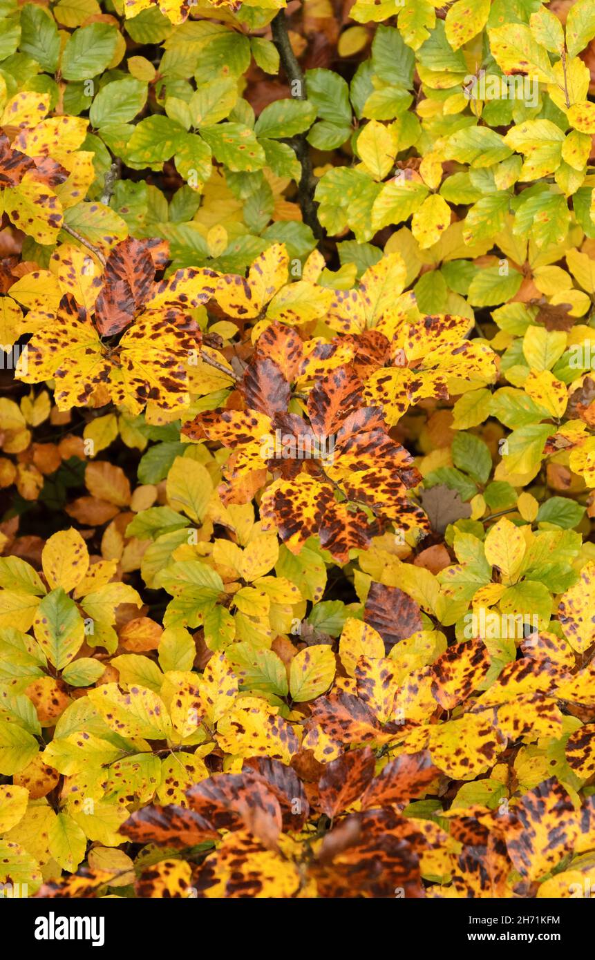 Farbenprächtiges, lebendiges Herbstlaub der Fagus sylvatica, europäischer Buche oder gemeiner Buche in einem Wald in Deutschland, Europa Stockfoto