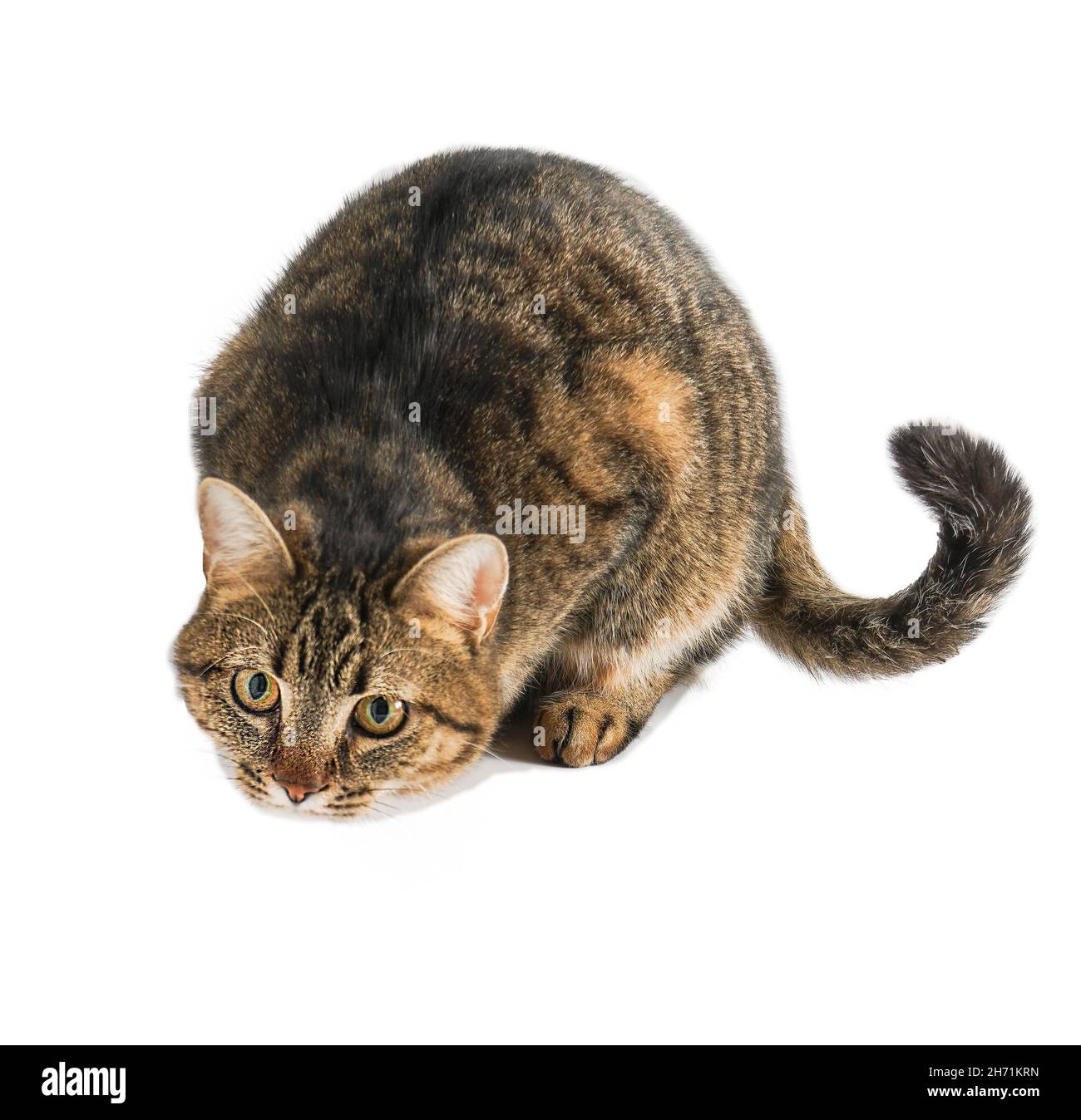 Die Katze ist auf weißem Hintergrund isoliert. Eine junge Schildkrötenschellkatze sitzt. Ingwer-gestreiftes Haustier. Kurzhaarkatze der europäischen Rasse. Das übliche einfache Stockfoto