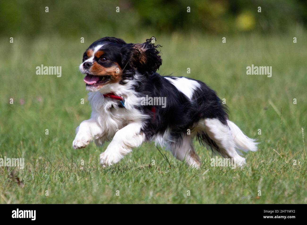 Cavalier King Charles Spaniel Stockfoto