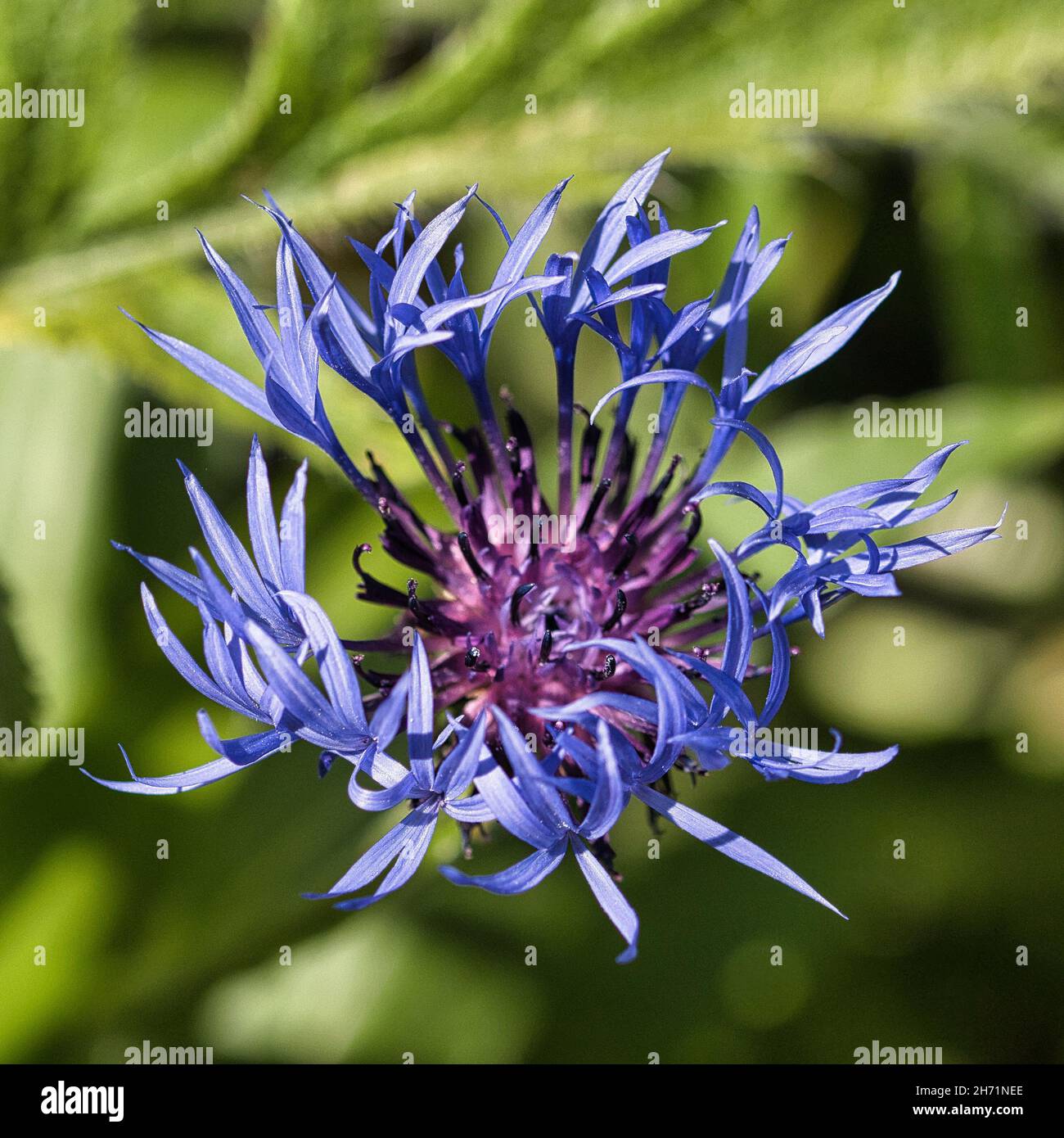 Nahaufnahme des Cyanus Centaurea, allgemein bekannt als Kornblume oder Junggesellenknopf. Stockfoto