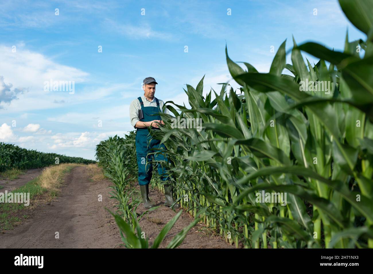 Kaukasischer männlicher Bauer in Overalls und Gummistiefeln mit Tablet pc inspizieren Maisstiele auf dem Feld Stockfoto