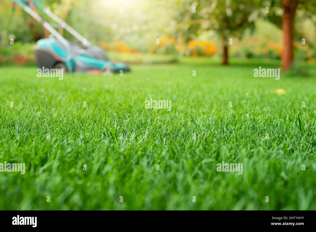 Rasenmäher auf Gras Nahaufnahme. Rasenpflege-Konzept Stockfoto