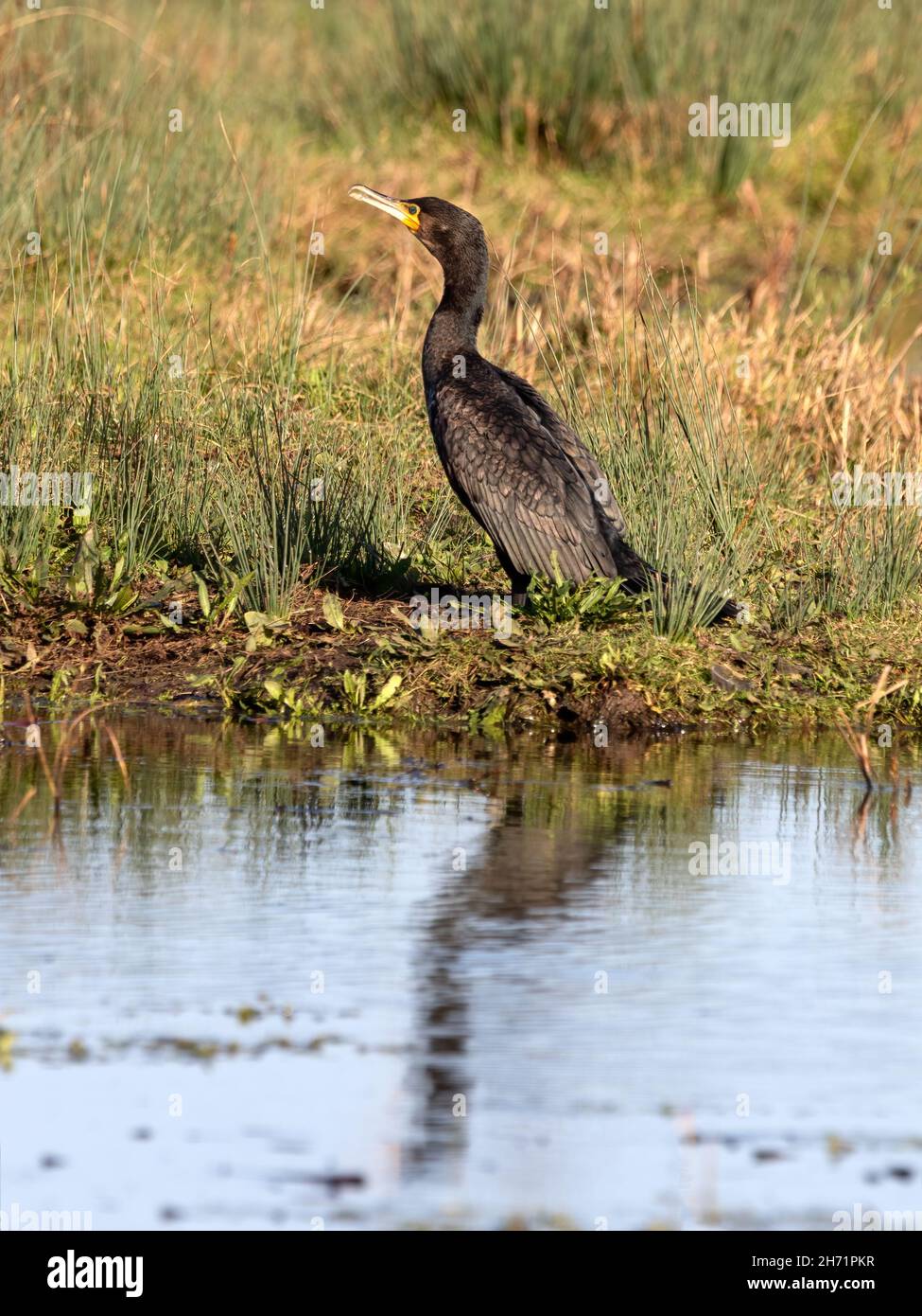 Adulter Kormoran (Phalacrocorax carbo), der auf dem Grasufer einer Binnenschifffahrt steht Stockfoto