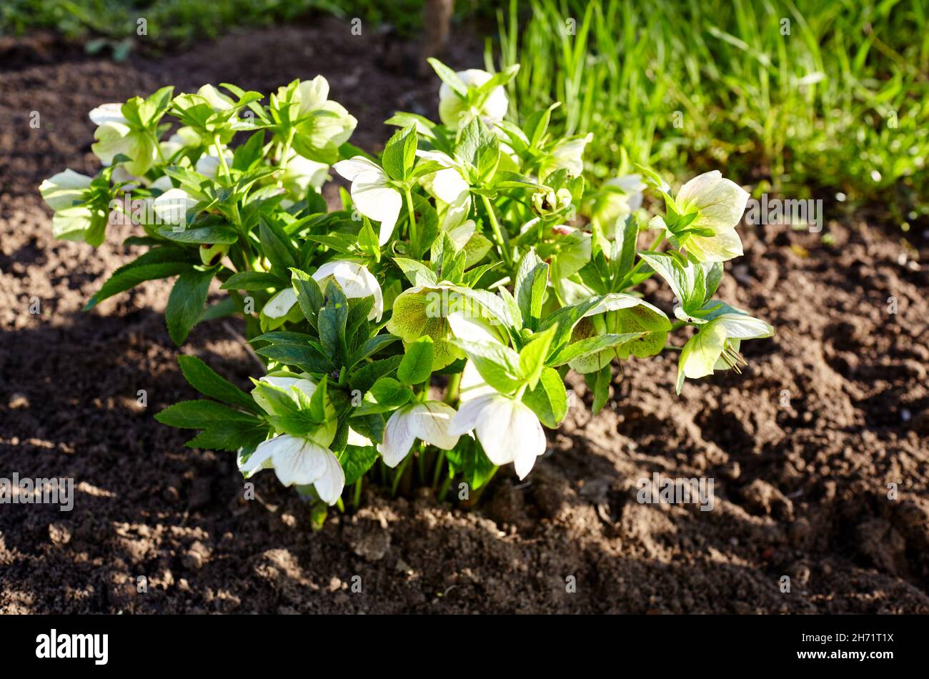 Helleborus im Bio-Garten, bekannt als Winterrose, Weihnachtsrose und Fastenrose. Familienname Ranunculaceae, Wissenschaftlicher Name Hellebores Stockfoto