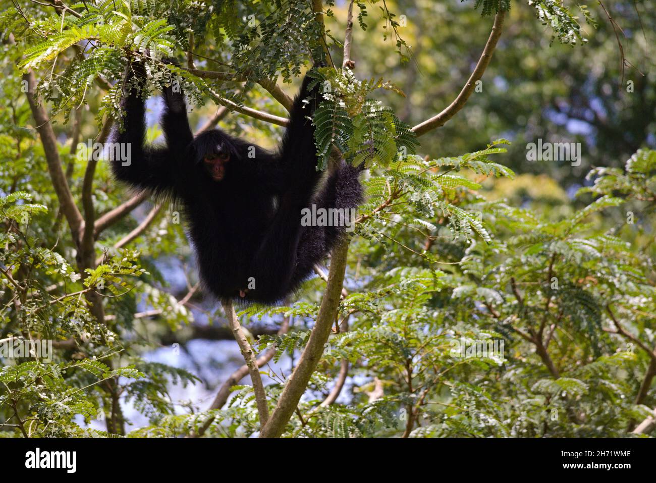 Rotgesichtspinnenaffen (Ateles paniscus) in Cultuurtuin in Paramaribo, Surinam Stockfoto