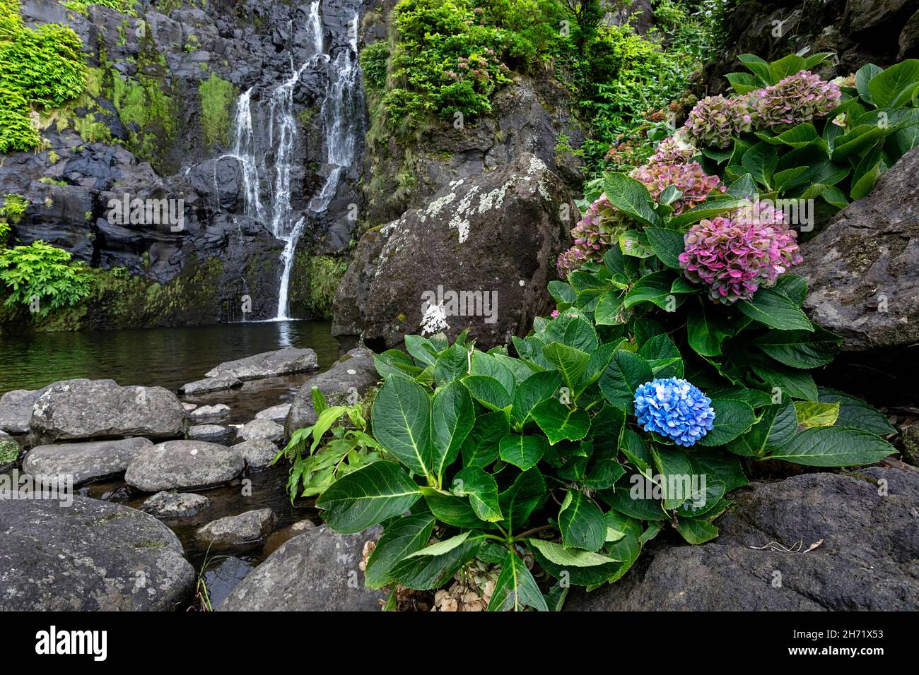 Hortensien und Cascata do Poco do Bacalhau Wasserfall in Faja Grande, Flores Insel, Azoren, Portugal Stockfoto