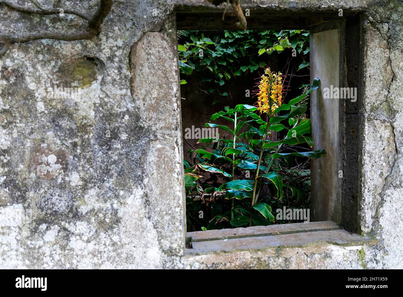 Blick auf die 'Flor de Conteira' . Hedychium gardnerianum Blume aus dem Fenster eines alten Hauses, Insel Flores, Azoren, Portugal Stockfoto