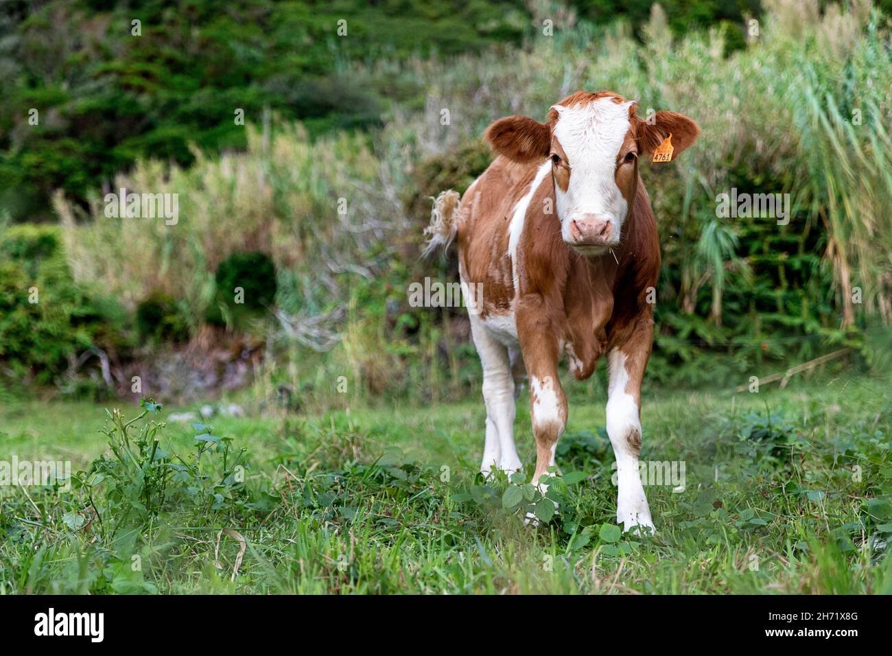 Kuh auf grüner Weide, Insel Flores, Azoren, Portugal Stockfoto